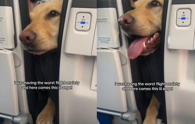 女超怕搭飛機遇最暖救援　前座天使狗狗「伸掌安慰」：還好嗎