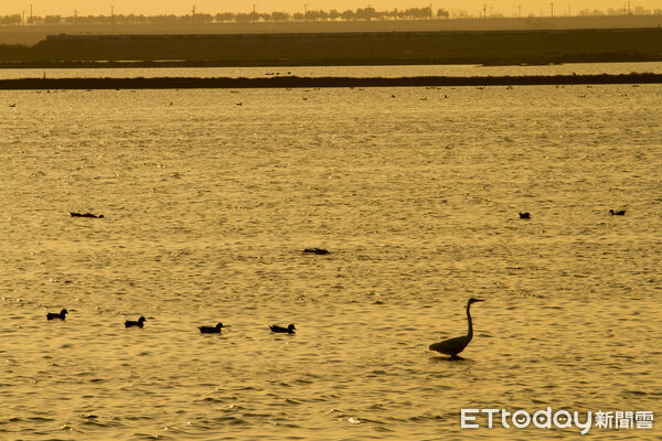 ▲▼   「鷺境嘉義」親子賞鳥遊開航，秋冬濕地生態旅程超好玩  。（圖／嘉義縣政府提供）