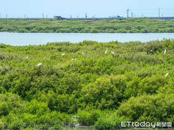 ▲▼   「鷺境嘉義」親子賞鳥遊開航，秋冬濕地生態旅程超好玩  。（圖／嘉義縣政府提供）