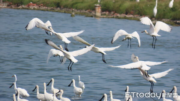 ▲▼   「鷺境嘉義」親子賞鳥遊開航，秋冬濕地生態旅程超好玩  。（圖／嘉義縣政府提供）