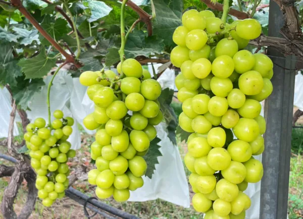 ▲陽光玫瑰葡萄陸市場亂象。（圖／翻攝自微博）