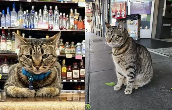 人氣店貓被「自動駕駛車高速撞死」　民眾怒批：車子完全沒減速。（圖／翻攝自Instagram／randasmarket）