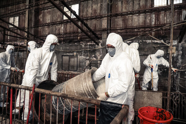 ▲▼陸軍第十軍團派遣兵力協助中部豬瘟案例場清消，落實防疫工作守護畜產安全。（圖／國防部提供）