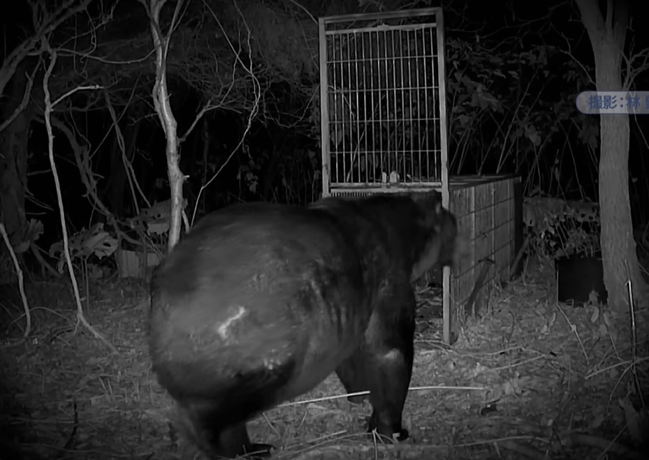 北海道「400kg巨熊」出沒!肥到塞不進捕獸籠 恐怖監視器畫面曝