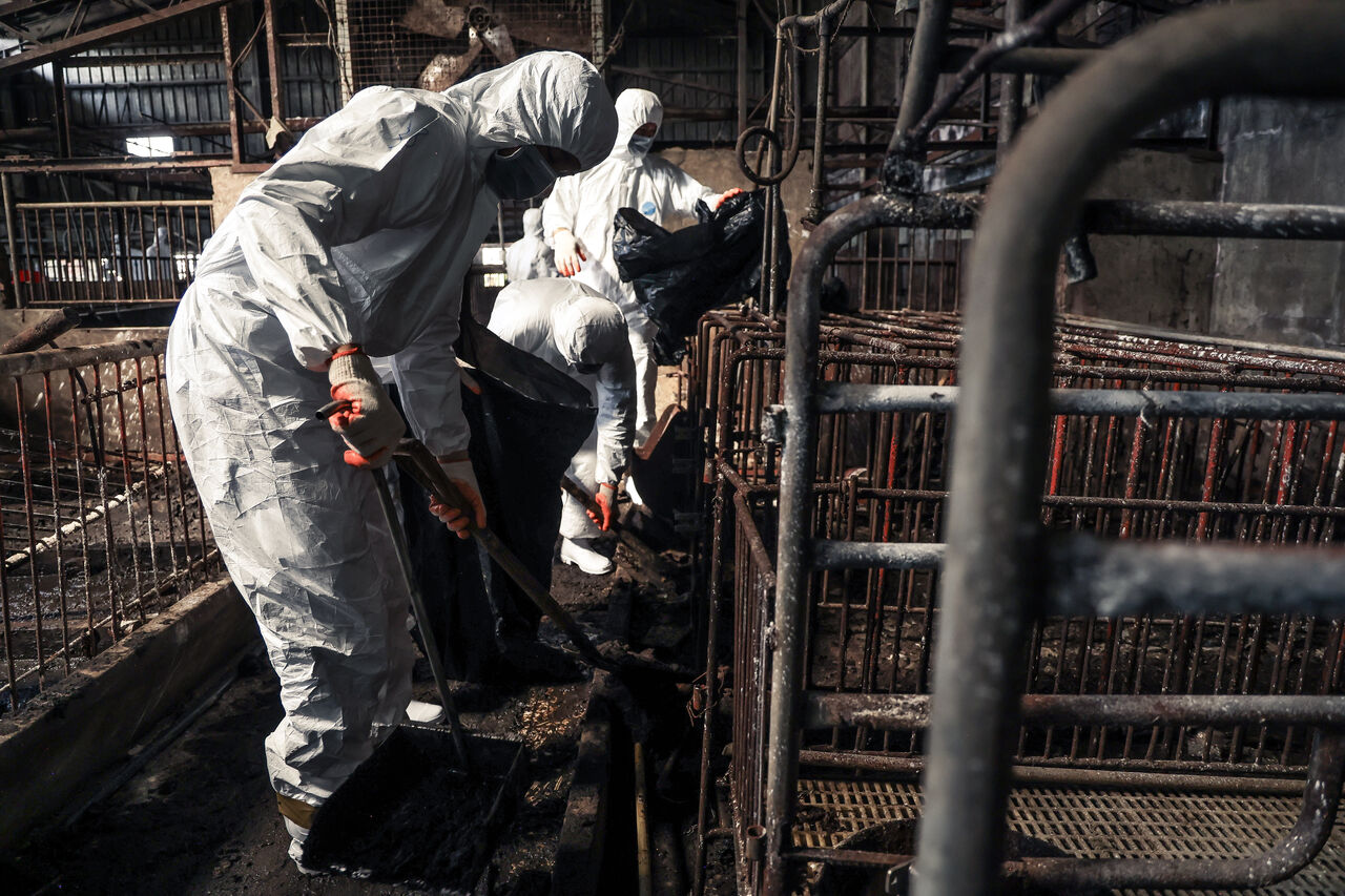 下周禁宰令有望解除「豬價開市恐崩盤」　農業部：登記+總量管制