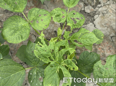 紅豆田間薊馬+斜紋夜蛾密度上升　農改場籲農友注意防範