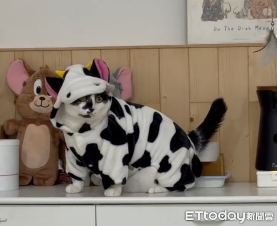 強強萬聖節變裝。（圖／Threads@anna___chiangchiang提供）