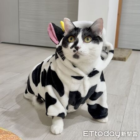 強強萬聖節變裝。（圖／Threads@anna___chiangchiang提供）