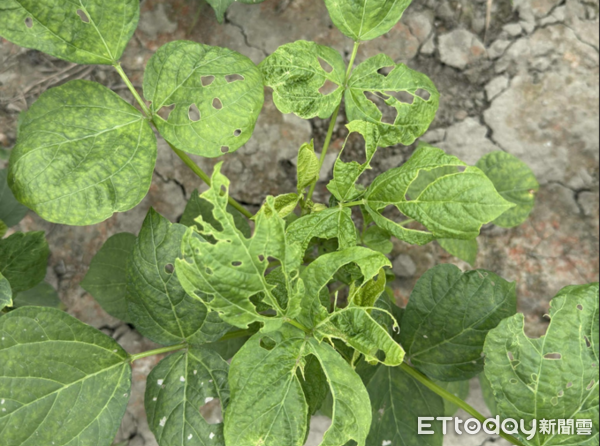 ▲斜紋夜蛾幼蟲於紅豆葉片上之食痕。（圖／高雄區農改場提供）