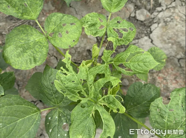 ▲斜紋夜蛾幼蟲於紅豆葉片上之食痕。（圖／高雄區農改場提供）