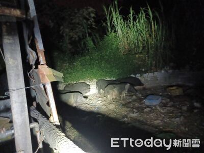 快訊／台中太平山區民眾偷養6頭山豬遭舉報　秒列高風險場域