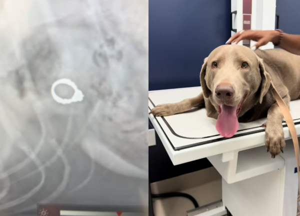 狗把鑽戒吃了。（圖／翻攝自Tiktok@dogtorjulie）