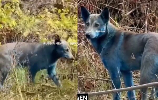 車諾比核災禁區驚現詭異藍毛狗　志工疑染化學物質