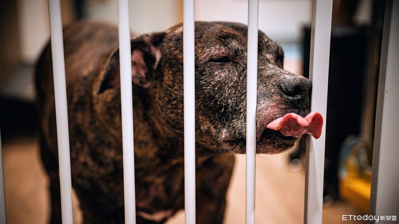 新北動保處強化比特犬管理　專案訪查輔導飼主守法飼養