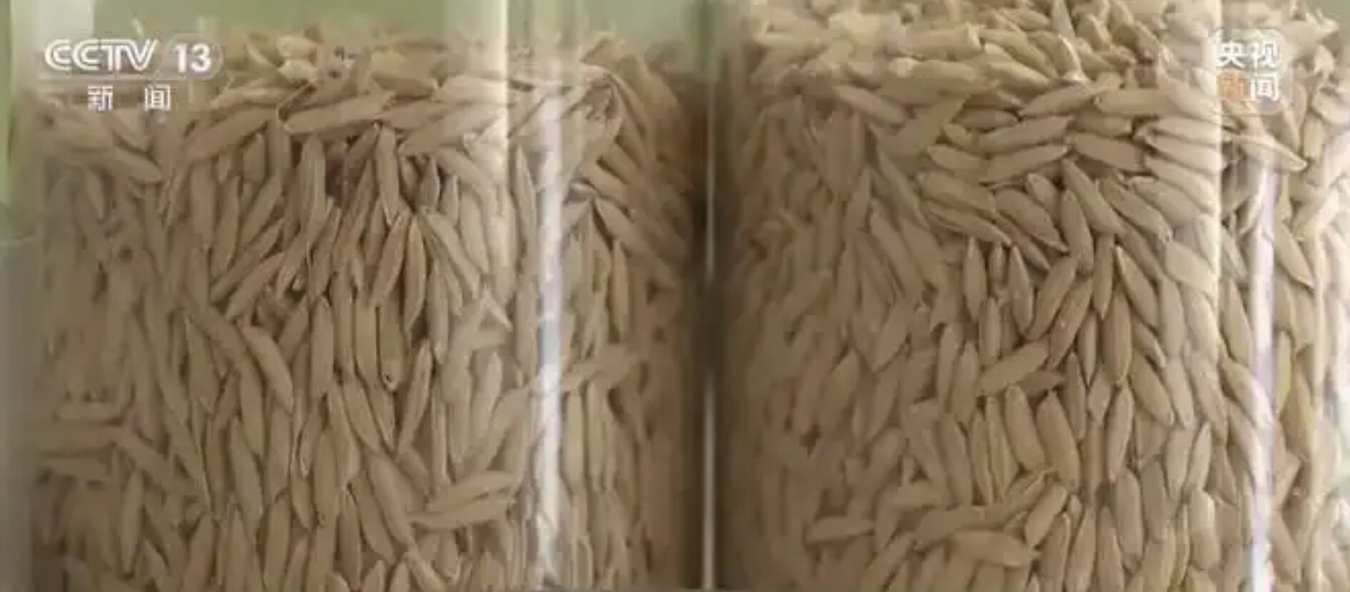 ▲大陸國安部抓捕竊取「親本種子」外運的間諜。（圖／翻攝央視）