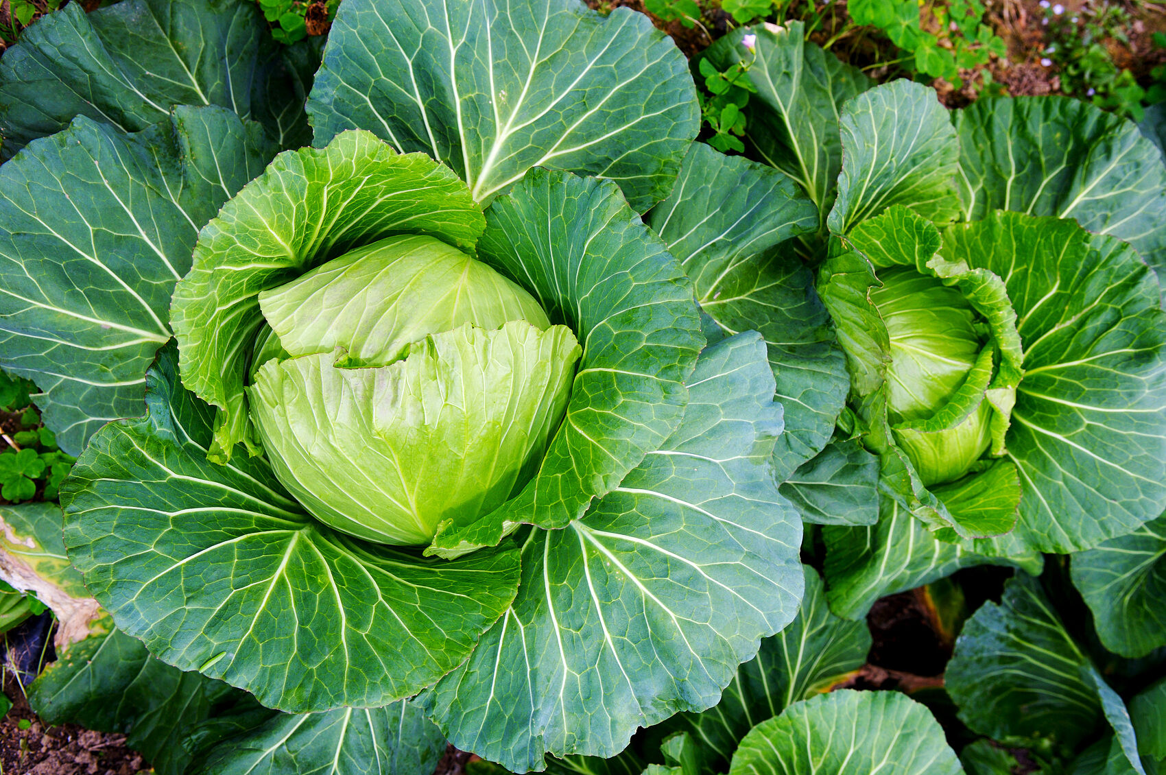 ▲▼高麗菜。（示意圖／VCG）