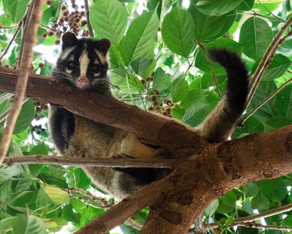 ▲▼新莊,公園,白鼻心。（圖／新北市政府農業局提供）