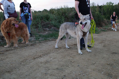 陸網友通報「野狼出沒」　官方動員抓捕：是流浪狗