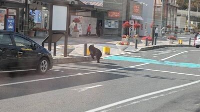 岩手縣市區淪陷！黑熊「跑進車站」嚇壞民眾　獵人山中遭襲滿臉血