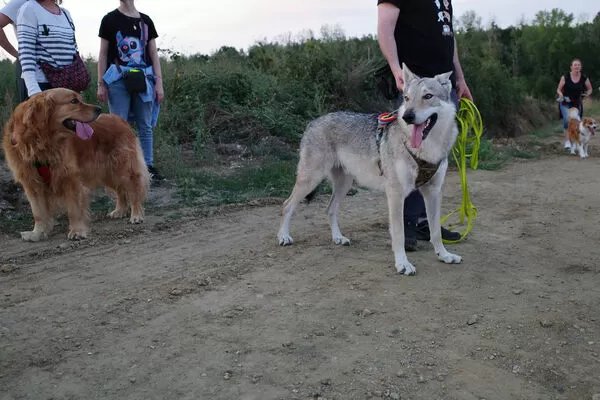 ▲▼捷克狼犬。（示意圖／路透社）