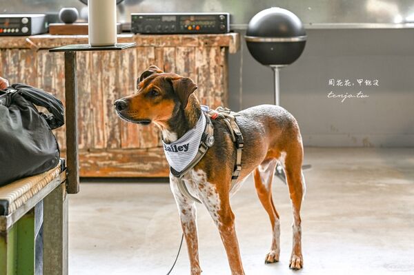 ▲▼台中咖啡推薦「Tamp Temper Yozma Taichung Coffee」科博館附近超美綠樹窗景咖啡店。（圖／部落客周花花提供）