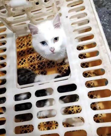 ▲▼異瞳白貓被抓去燉「龍虎鳳」　佛山餐廳：只是幫忙加工一下。（圖／翻攝微博）