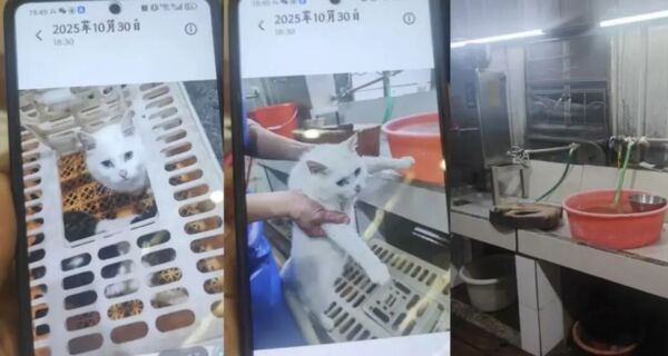 ▲▼異瞳白貓被抓去燉「龍虎鳳」　佛山餐廳：只是幫忙加工一下。（圖／翻攝微博）