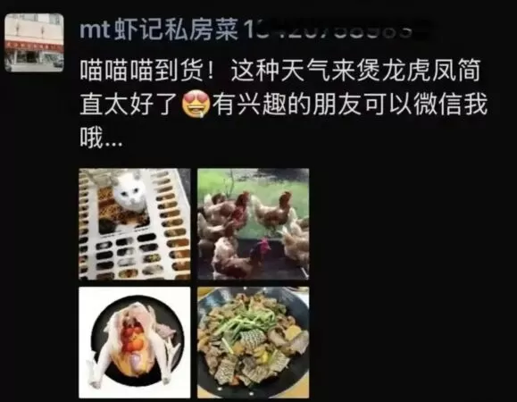 ▲▼異瞳白貓被抓去燉「龍虎鳳」　佛山餐廳：只是幫忙加工一下。（圖／翻攝微博）