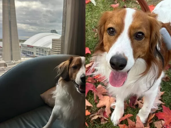 ▲ 「大谷翔平的封王之旅，連Decopin都沒缺席！            。（圖／截自大谷翔平IG）