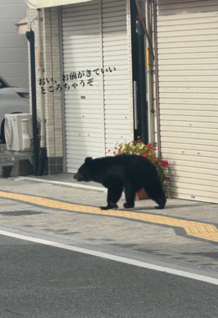▲▼岩手縣近日熊出沒頻傳。（圖／翻攝自X）