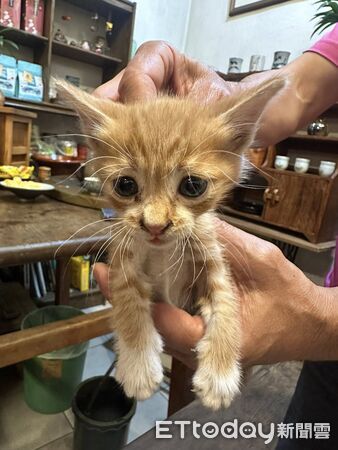 ▲苗栗縣三義水美街發生死亡事故，撿流浪貓的老婦人違規闖紅燈時遭2部機車碰撞，老婦送醫不治、浪貓無事。（圖／記者楊永盛翻攝）