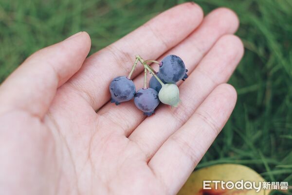 ▲長時間盯著螢幕易造成眼睛疲勞與乾澀，營養師建議適時補充護眼營養素。（記者林東良翻攝，下同）