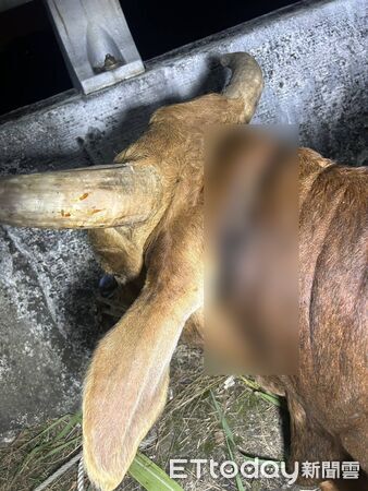 ▲埔里警方查處虐牛案，依法蒐證並舉發違規。（圖／記者高堂堯翻攝）