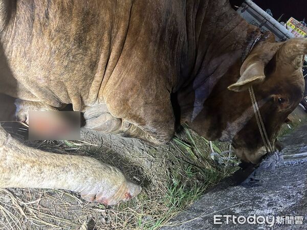 ▲埔里黃牛疑遭飼主開車硬拖，導致腳部受傷流血。（圖／記者高堂堯翻攝，下同）
