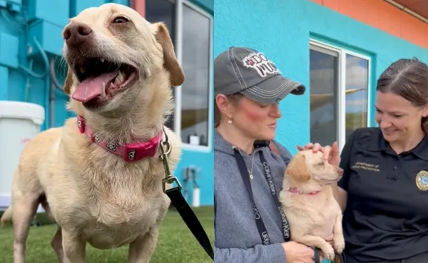 吉娃娃失蹤5年「距家836公里」被尋獲　主人開心尋回：還長胖了。（圖／翻攝自Facebook／County of Volusia）