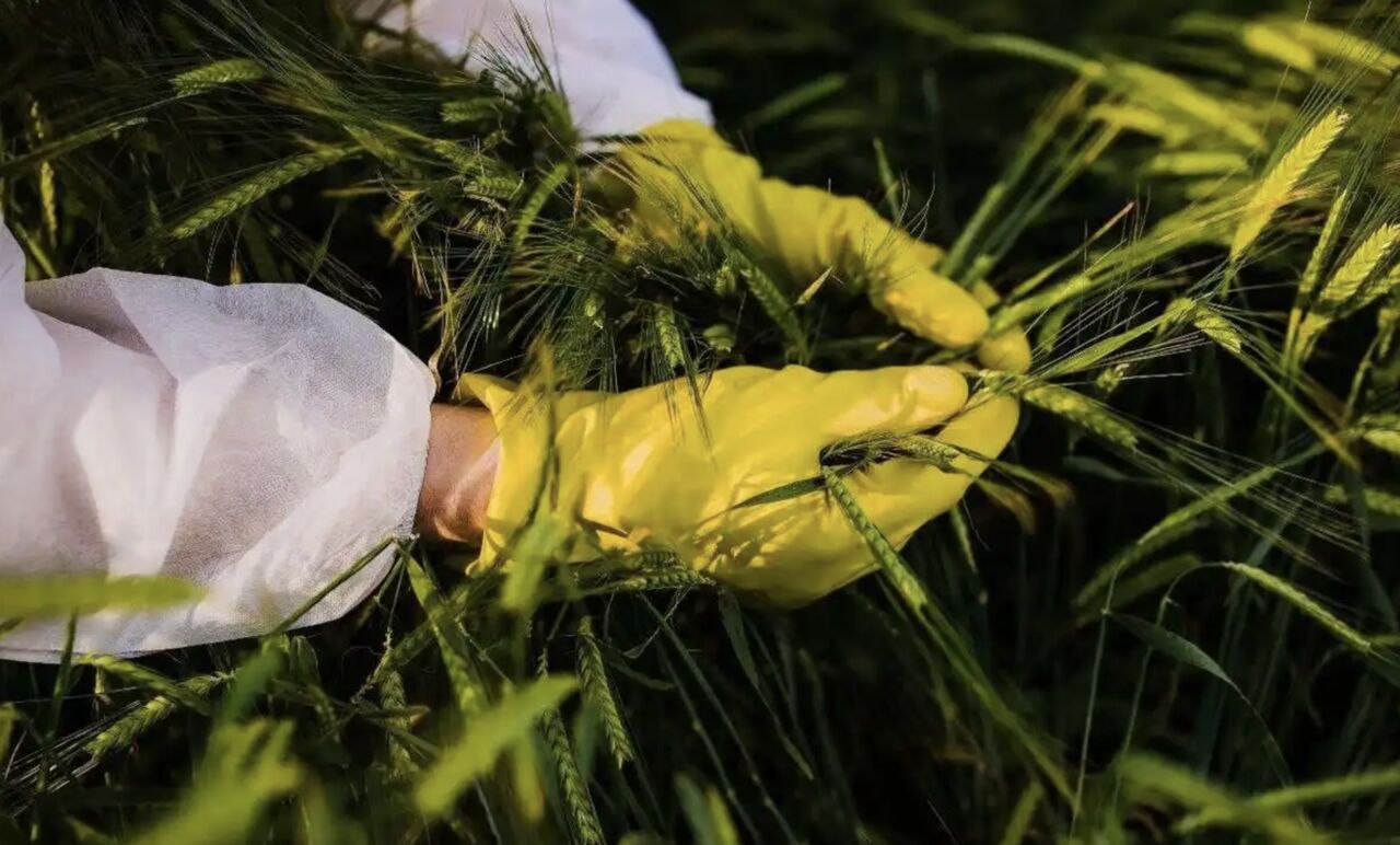 間諜蒐集陸「親本種子」外運　別稱「農業晶片」掌握糧食基因密碼