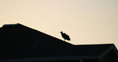 氣候變遷！美黑禿鷹北遷「牧場慘遭襲」　小牛活生生被吃掉