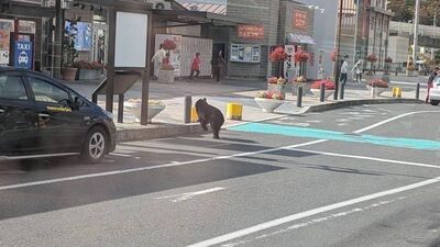 遊日自駕遇到熊怎麼辦？　NHK模擬2情況「不要按喇叭」