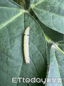 斜紋夜蛾肆虐高屏田區威脅綠金毛豆 農改場籲及早防治