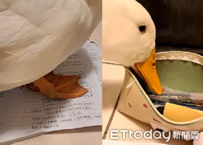 報告放桌上「倍感鴨力」　奴才無奈：是可以這樣踩的嗎