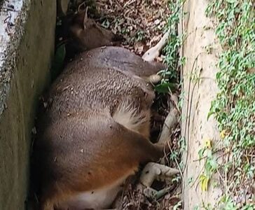 彰化二水驚見百公斤水鹿暴斃水溝 動防所:牛羊鹿不會感染豬瘟