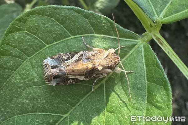 ▲斜紋夜蛾棲息葉片。（圖／高雄區農改場提供）