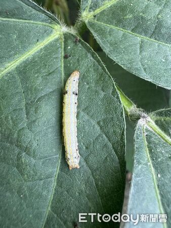 ▲斜紋夜蛾棲息葉片。（圖／高雄區農改場提供）