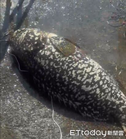 ▲台南釣客馮仕學在安平漁光島北堤釣起130斤野生龍膽石斑，重達153公分，震驚釣界。（記者林東良翻攝，下同）