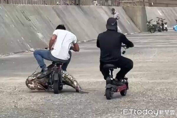 ▲台南釣客馮仕學在安平漁光島北堤釣起130斤野生龍膽石斑，重達153公分，震驚釣界。（記者林東良翻攝，下同）