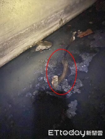 ▲民眾報案在排水溝發現人體殘枝，所幸只是虛驚一場。（圖／記者翁伊森翻攝）