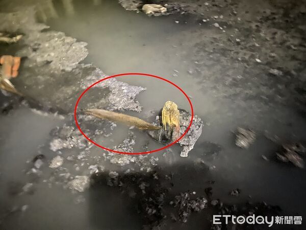 ▲民眾報案在排水溝發現人體殘枝，所幸只是虛驚一場。（圖／記者翁伊森翻攝）