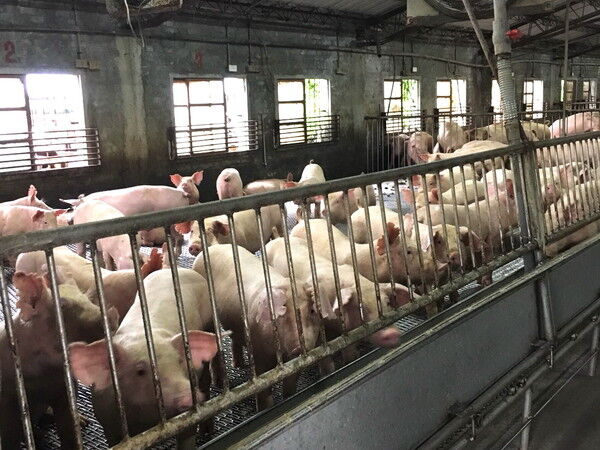 ▲▼宜蘭縣政府4日宣布，即日起全面禁止廚餘養豬。（圖／宜縣府提供，下同）