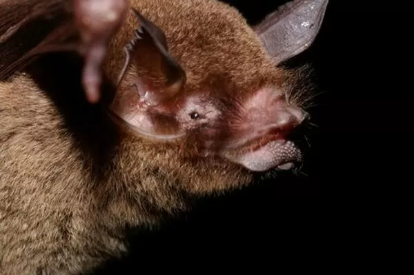 這種病毒被發現於「帕氏裸背蝙蝠」，是一種以昆蟲為食、在拉丁美洲廣泛分布的蝙蝠。（翻攝自inaturalist.org）