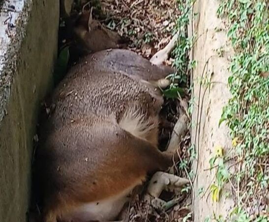 ▲水鹿暴斃倒臥溝渠內。（圖／村長鄭慶松提供）